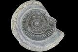 Dactylioceras Ammonite Fossil - England #84925-1